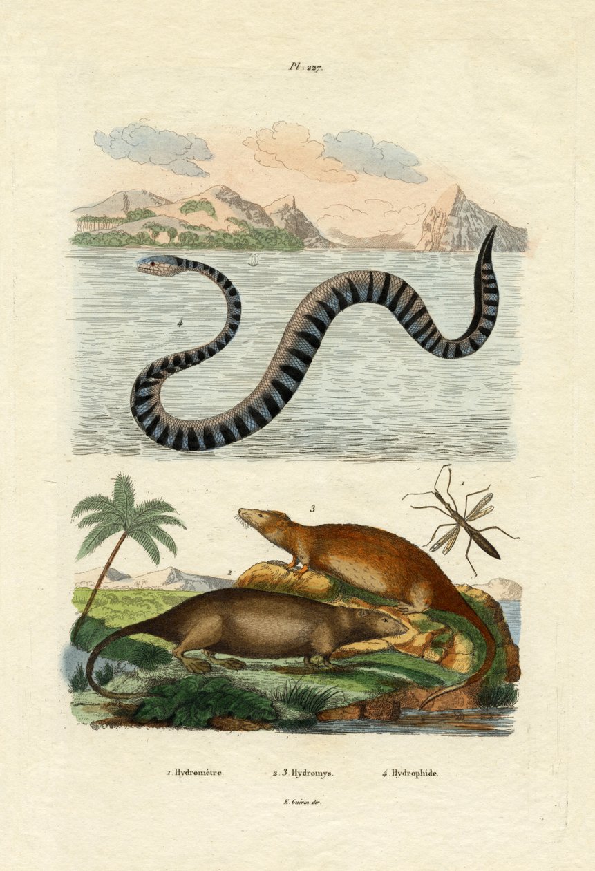 Vandrotte, 1833-39 af French School
