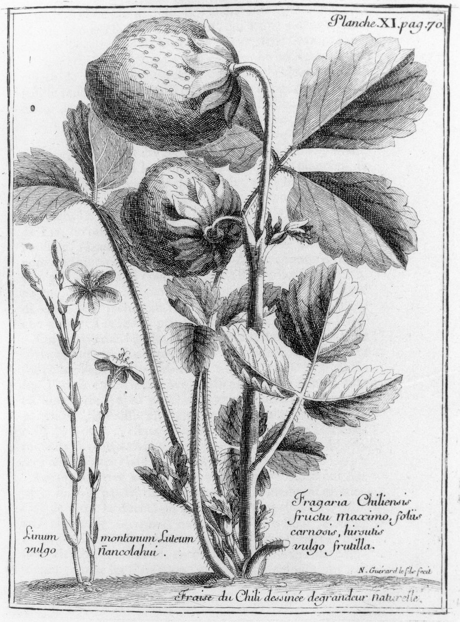 West Coast Pine Strawberry, fra forholdet mellem Sydhavets rejse til Chily og Perus kyster 1712-16 af A.F. Frezier, udgivet 1716 af French School