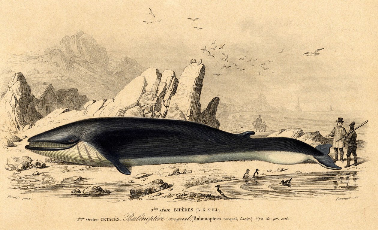Hval eller baleinoptera (Balaenoptera rorqual) af French School