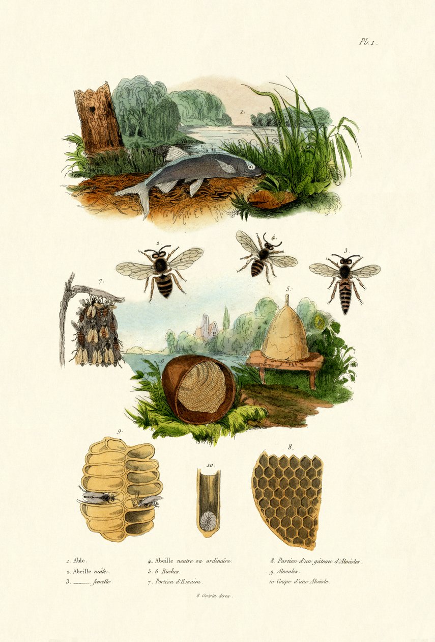 Hvid Aspe, 1833-39 af French School