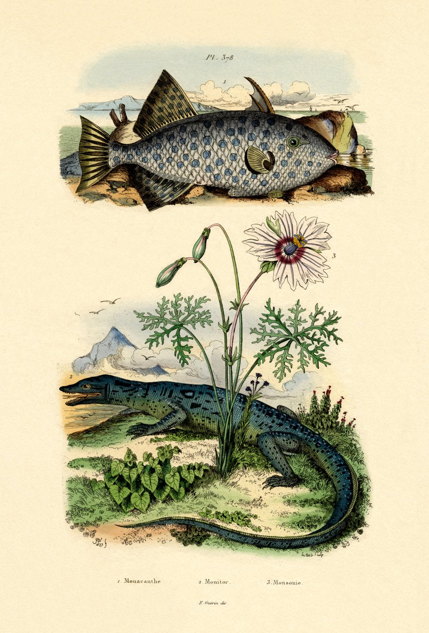 Hvidplettet filfisk, 1833-39 af French School