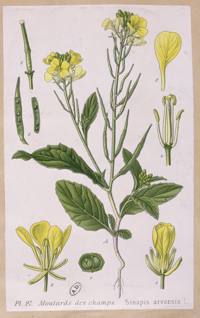 Vild sennep (Sinapis Arvensis) af French School