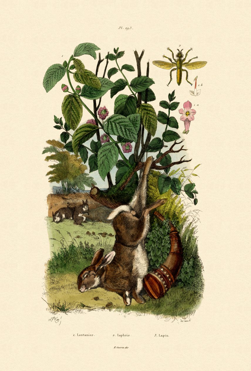 Vild Salvie, 1833-39 af French School