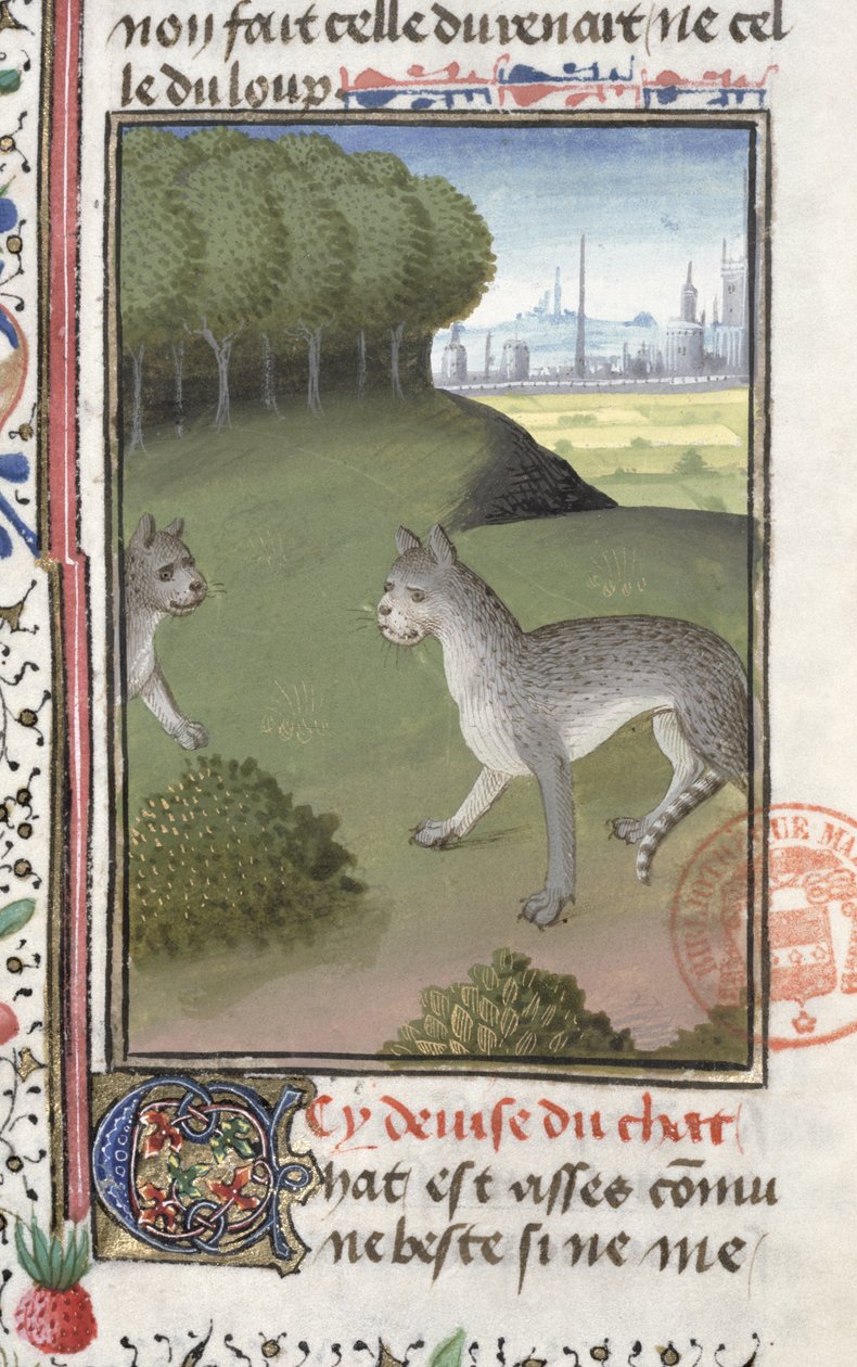 Vilde katte, fra Jagtbogen af ​​Gaston Phebus de Foix (1331-91) af French School