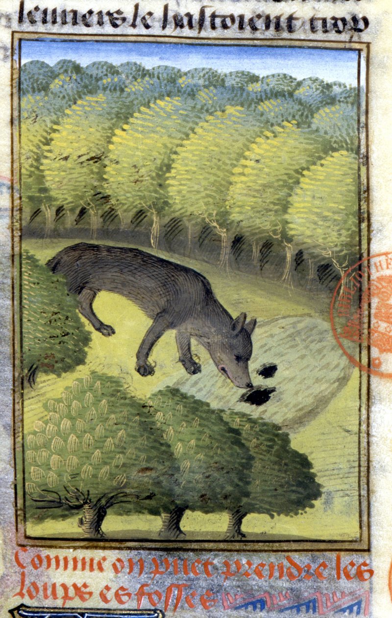 Ulv - i "" Jagtbog af Gaston Phoebus, greve af Foix, Lord of Béarn"" af French School