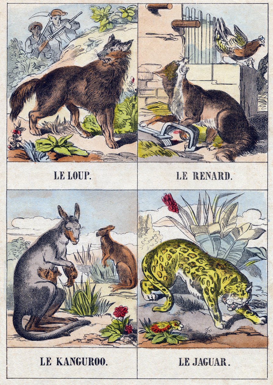 Ulv; Ræv; Kænguru ; Jaguar. Indgravering i "Buffon Alphabet des Animaux". 3. serie N 1. Billeddannelse af Epinal, Epinal, slutningen af 1800-tallet. 16 sider. Mål: 28x21cm af French School