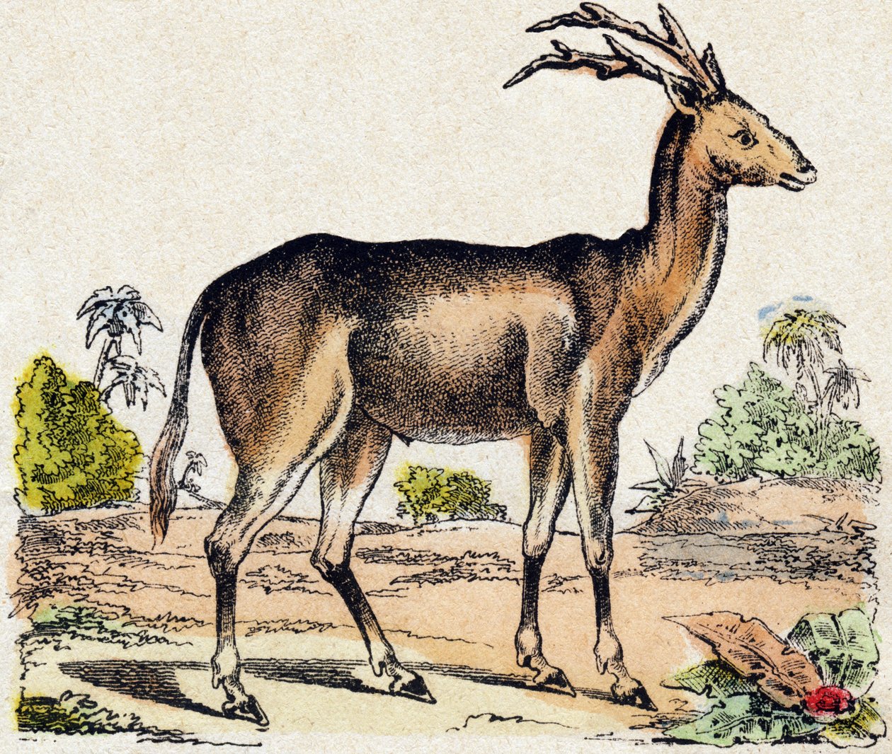 Xantarus. Indgravering i "Wild Animals Alphabet". 9. serie. Billeder af Epinal, Pellerin, trykkeri-udgiver, ca. 1870. Graveringer på træ, stencileret. 16 sider. Størrelse: 20 x 15 cm. Privat samling af French School