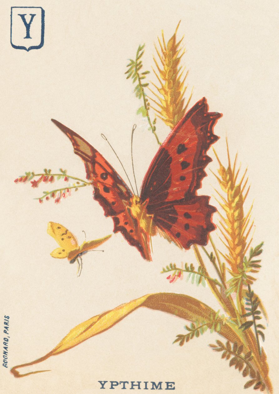 Y: Ypthime (Apatura ilia eller Lesser Mars skiftende) af French School