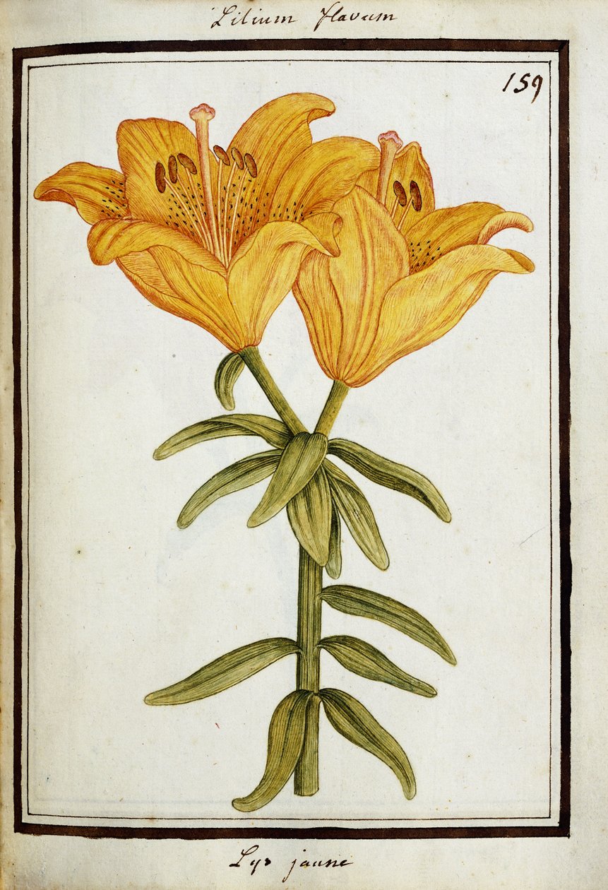 Yellow Lily, c.1700dani af French School