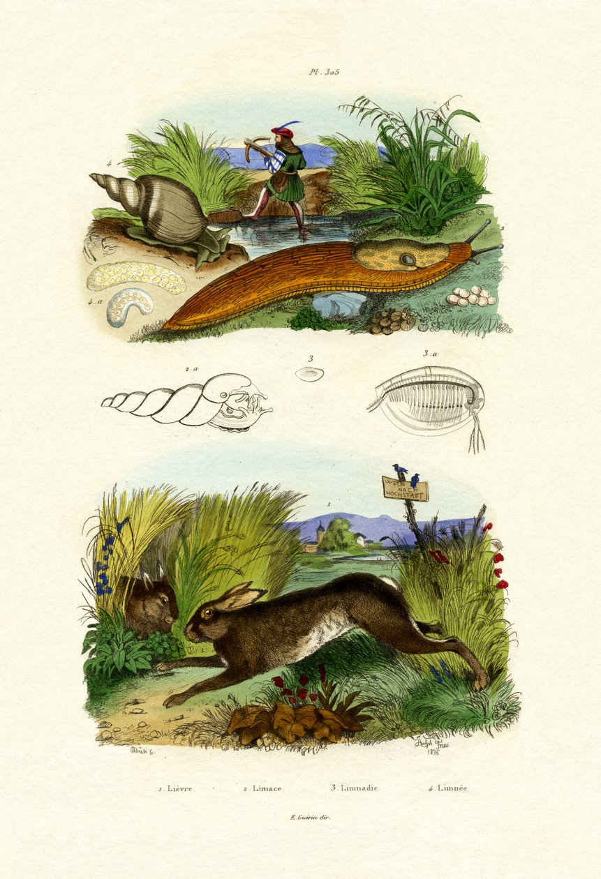 Gul Snegl, 1833-39 af French School