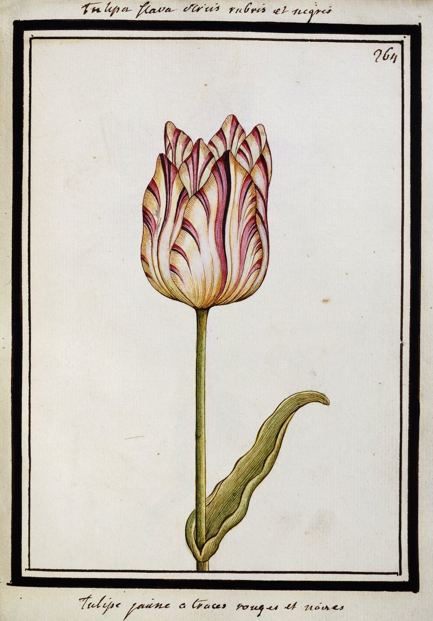 Gul tulipan med røde og sorte striber, ca. 1700 af French School