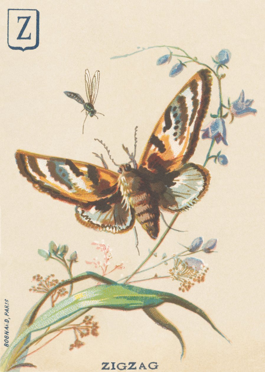 Z: Zigzag (Lymantria dispar eller disparate Bombyx) af French School