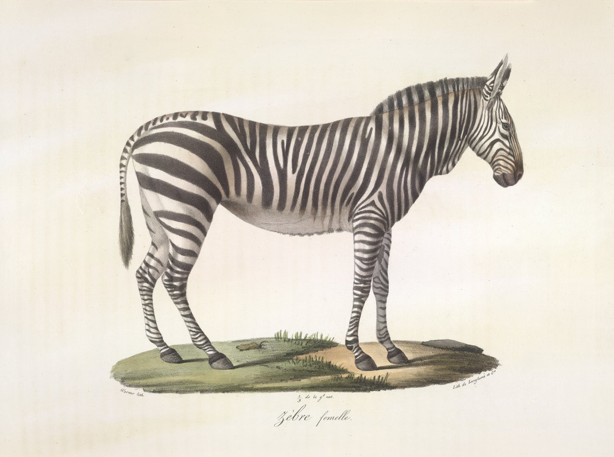Kvinde zebra. Kvindezebra, fra Natural History of Pattedyr (farve litho) af French School