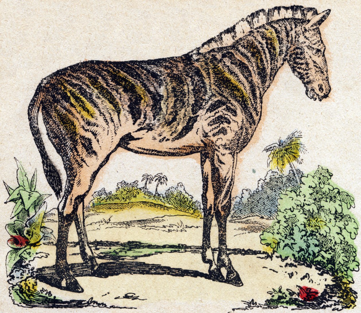 Zebra. Indgravering i "" Alphabet des animaux sauvages "". 9. serie. Billede af Epinal, Pellerin, trykkeri-udgiver, ca. 1870. Graveringer på træ, stencileret. 16 sider. Mål: 20 x 15 cm. Privat samling af French School