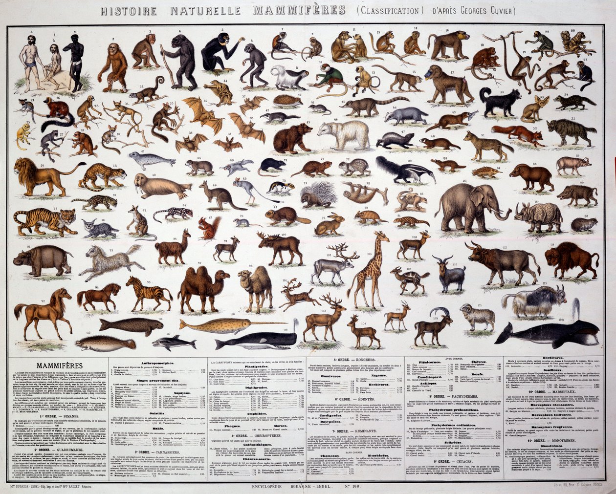 Zoologi: Klassificering af pattedyr i henhold til den franske biolog Georges Cuvier (1769-1832). Natural History Board af French School