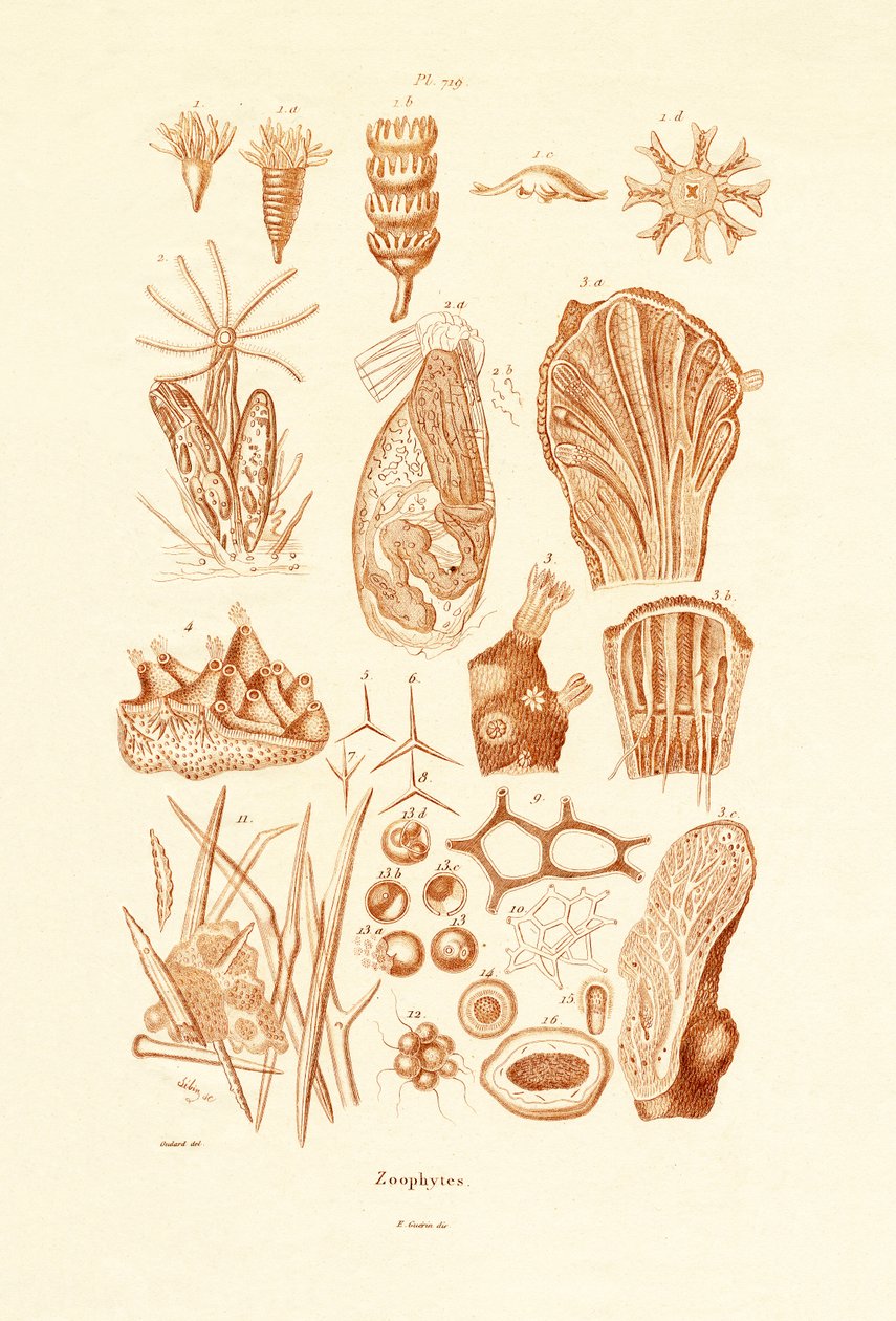 Zoophytes, 1833-39 af French School