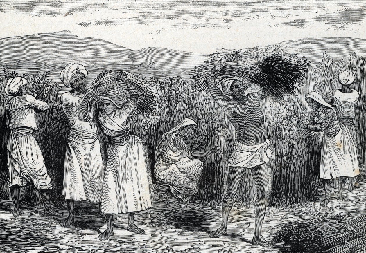 almindelig smilax eller sarsaparille eller grov bindweed høst i Peru (gravering) 1888 af French School
