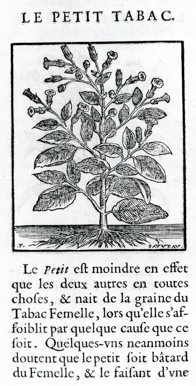 Den lille tobak, illustration fra diskurs om tobak af Jean Le Royer de Prade, 1671 af French School