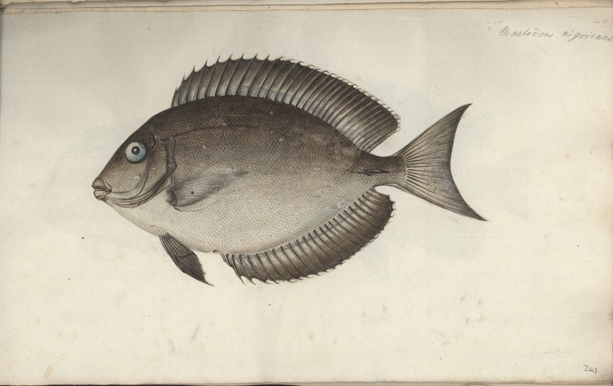 Chaetodon nigricans, før 1787 af Friedrich August Kruger