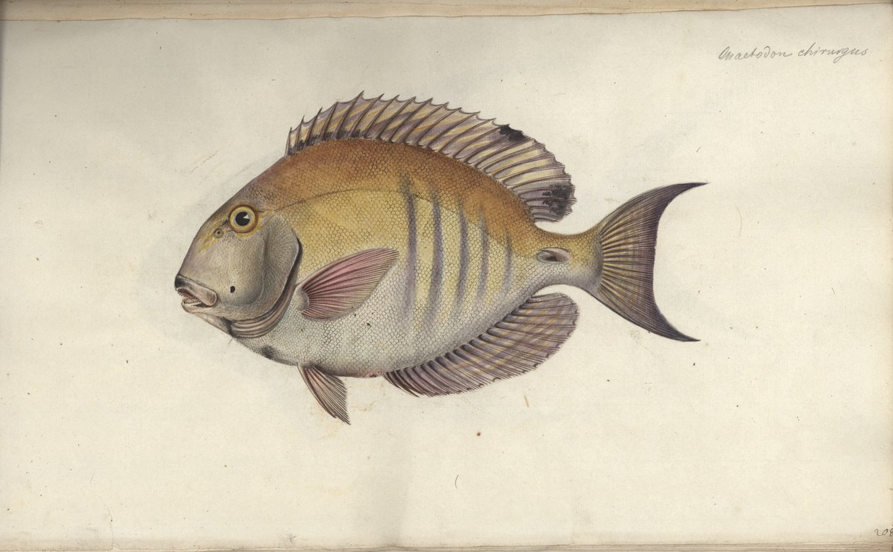 Chaetodon chirurgus, før 1787 af Friedrich August Kruger