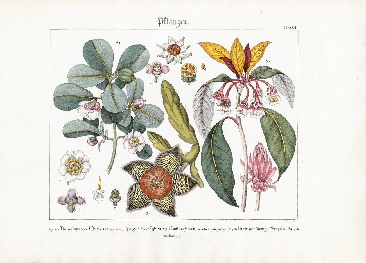 Eksotiske prydplanter: Clusia, Enkianthus og Stapelia af Friedrich Guimpel