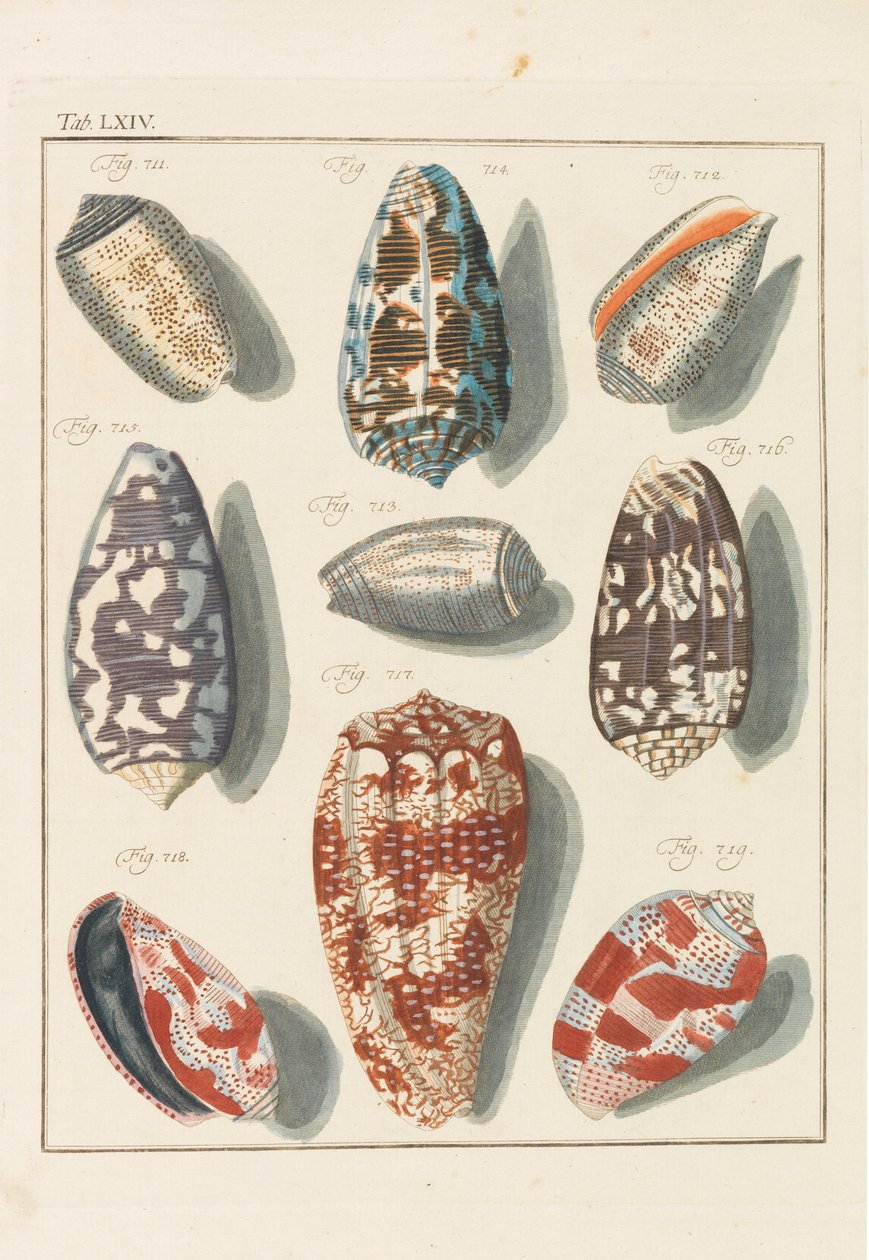 Nyt systematisk conchylia-kabinet, 1768. af Friedrich Heinrich Wilhelm Martini