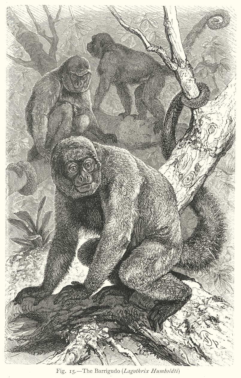 Barrigudo (Lagothrix Humboldti) (kobberstik) af Friedrich Specht