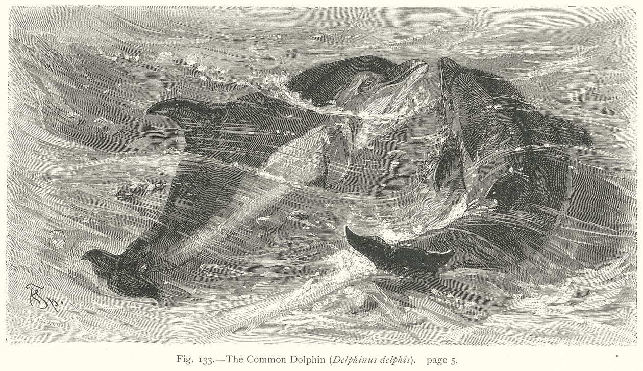 Den almindelige delfin (Delphinus Delphis) (kobberstik) af Friedrich Specht
