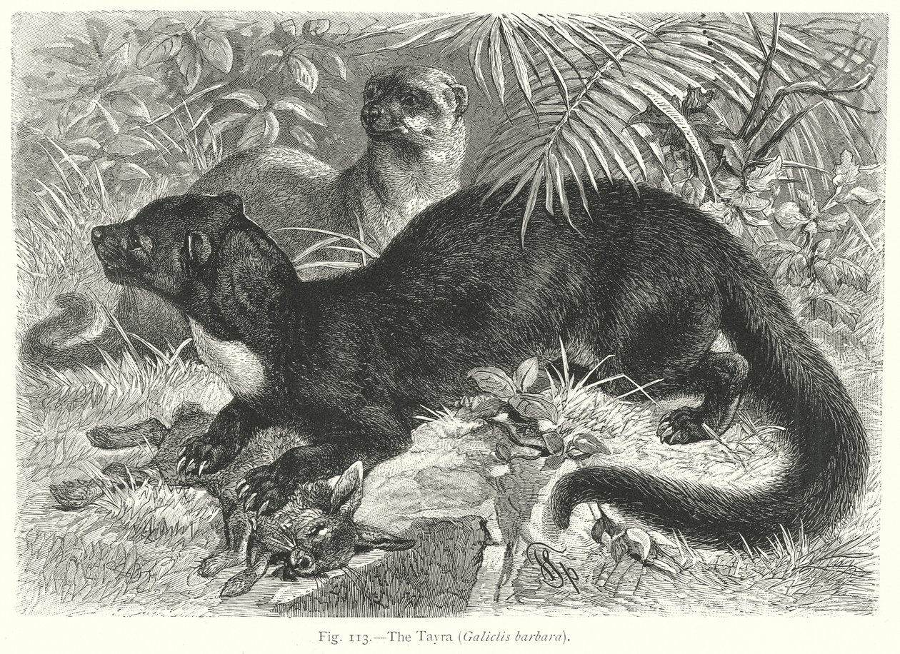 Tayraen (Galictis Barbara) (kobberstik) af Friedrich Specht