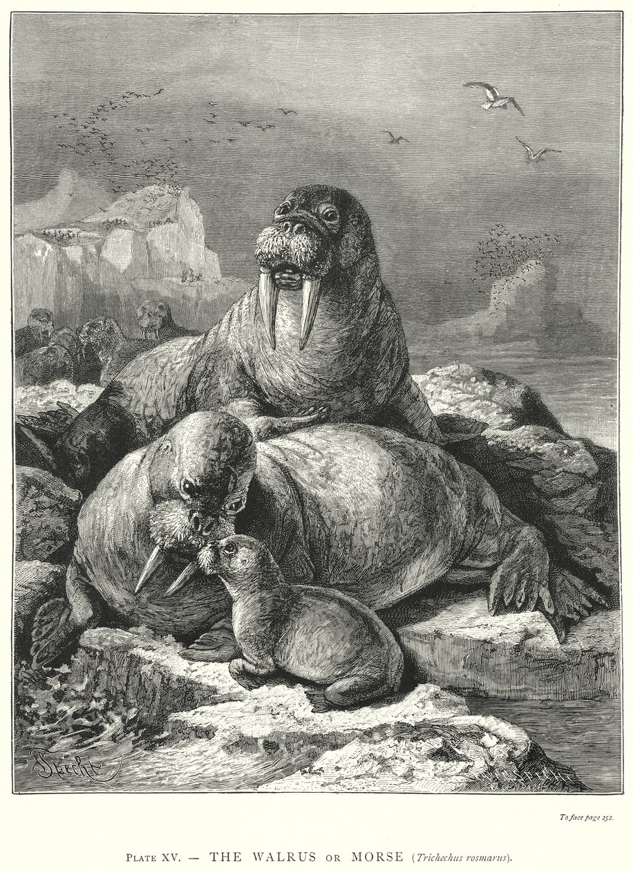  af Friedrich Specht