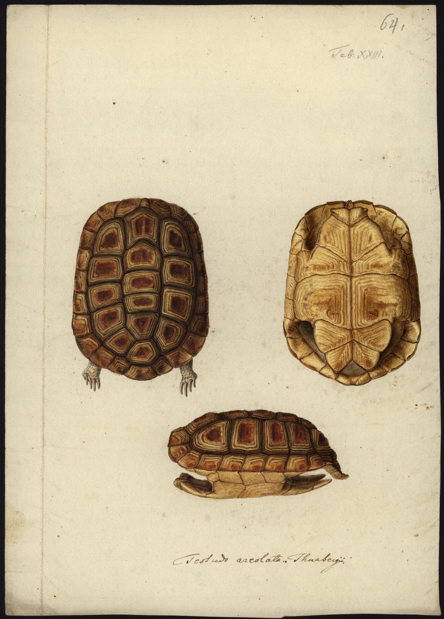 Homopus areolatus, før 1792 af Friedrich Wilhelm Wunder