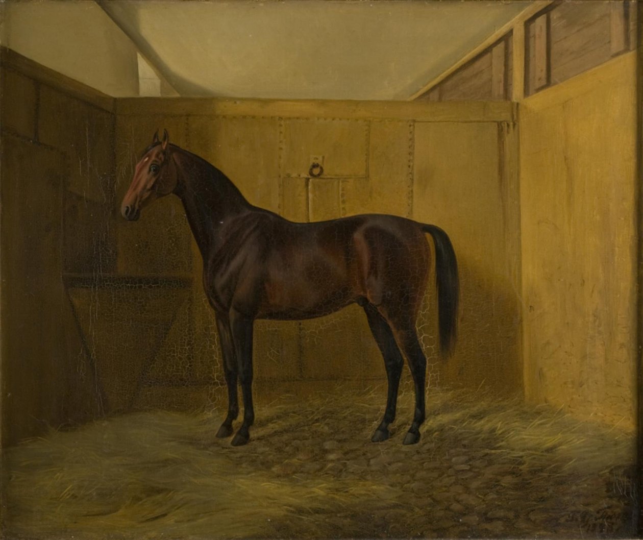 Bruno af Fritz Thomsen