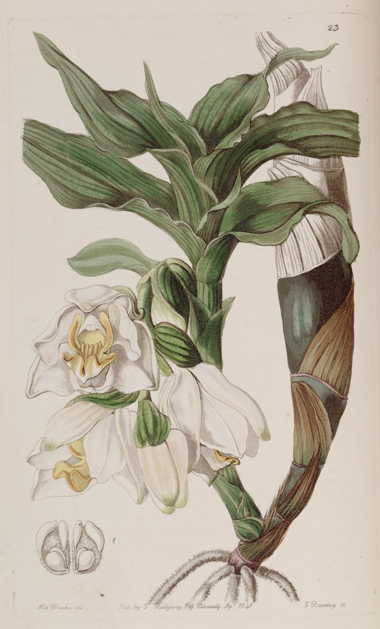 Chysis bractescens af G. Watts