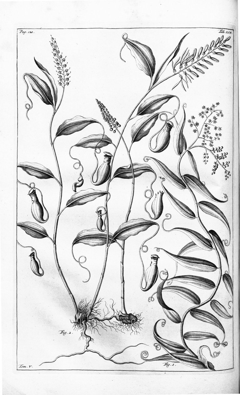 Cantharifera og Flagellaria indica fra Herbarium amboinense, af G.E. Rumphius