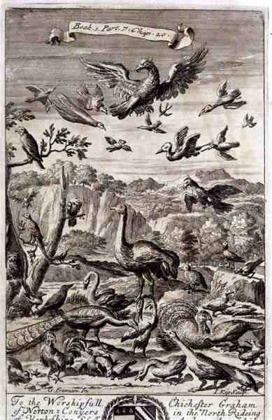 A Variety of Birds, illustration fra bog 1, del 7, kapitel 20 af 