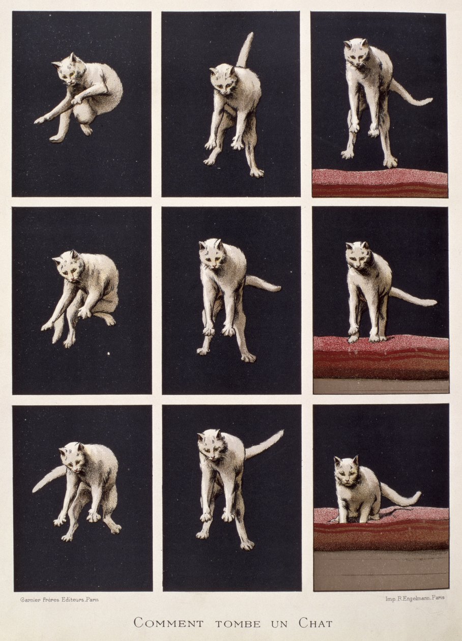 How a Cat Falls, fra The Last Wonders of Science af Daniel Bellet (chromolitho) af G. Lasellaz