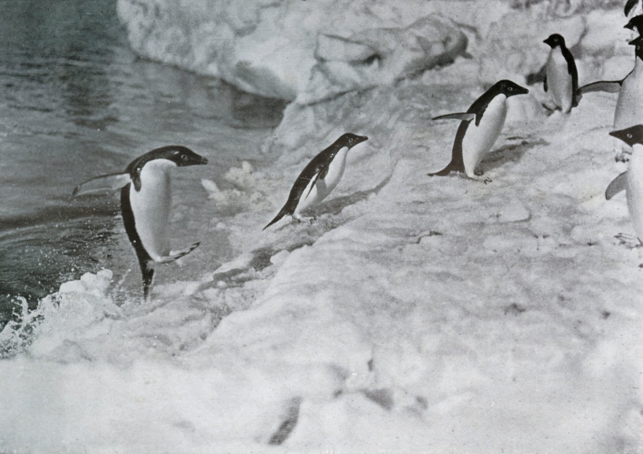 Penguins Jumping On to The Ice-Foot, c1911, 1913. af G. Murray Levick