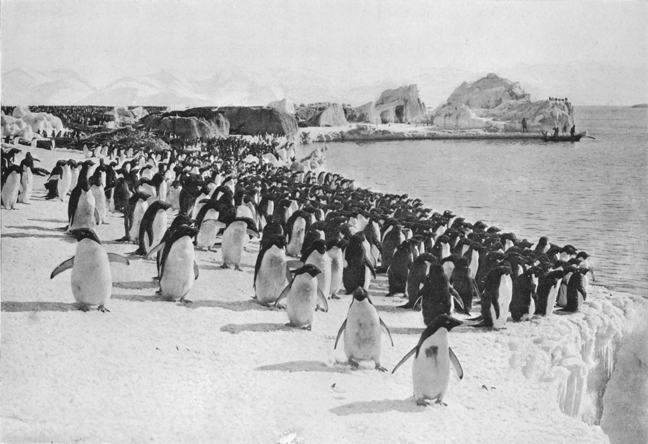Penguins Promenade, c1911, 1913. af G. Murray Levick