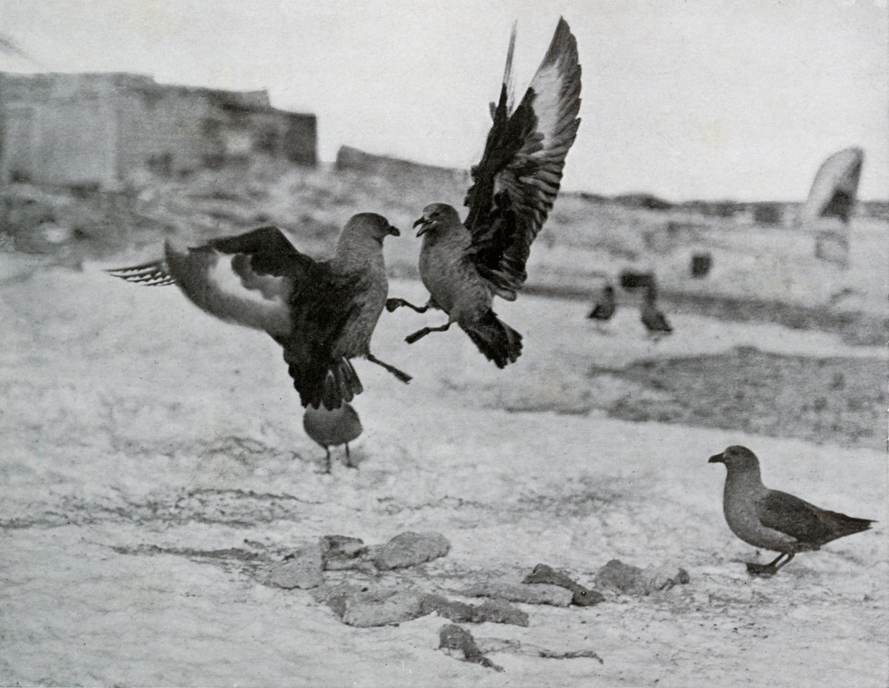 Skua måger kæmper om noget spæk, 1911, 1913 af G. Murray Levick