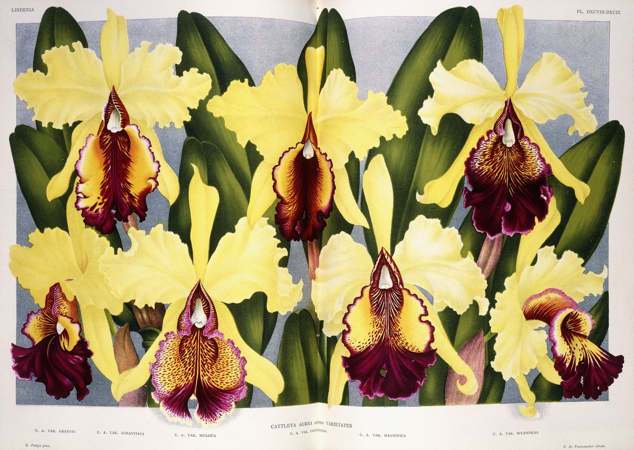 Sorter af orkidéen Cattleya, 1885-1903 af G. Putzys