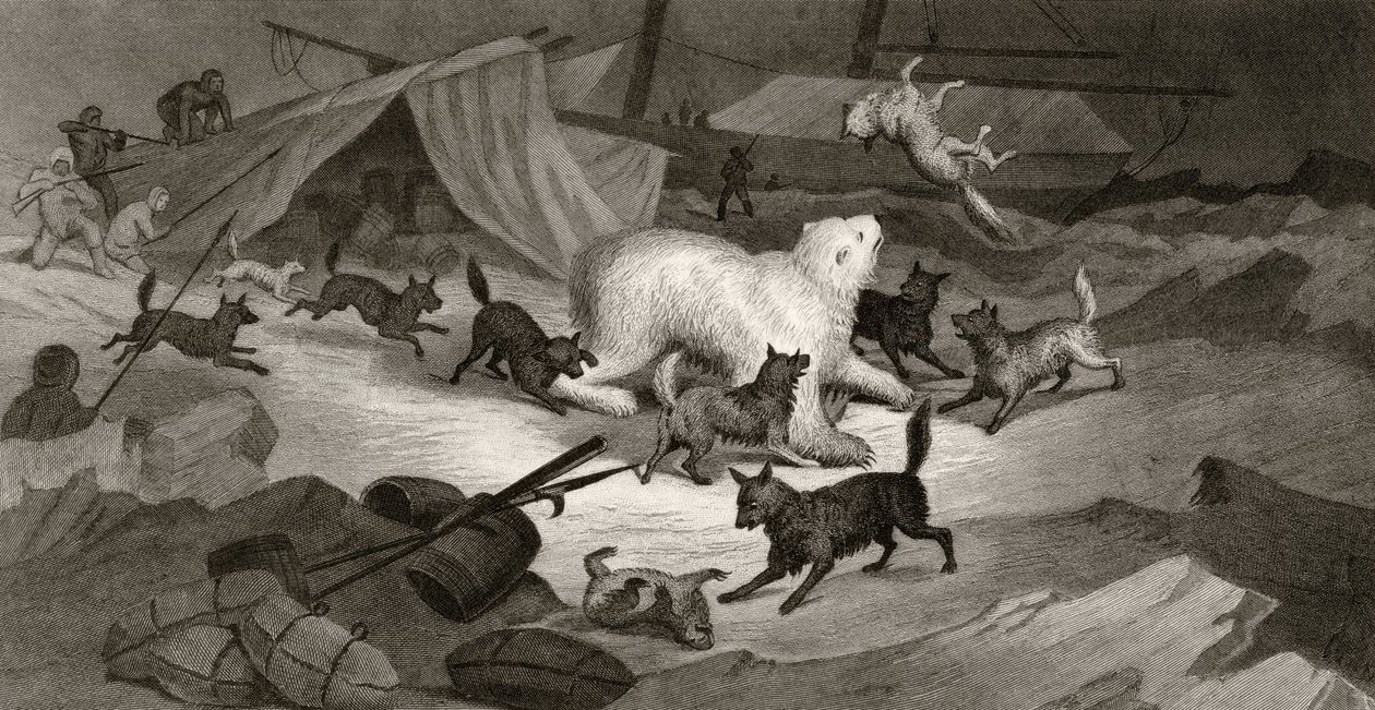 Bjørnejagt, graveret af J.C. McRea, fra "Arctic Explorations in the Years 1853, 54, 55", Volume I, af doktor Elisha Kent Kane (1820-57) udgivet i Philadelphia, 1856 af G. White