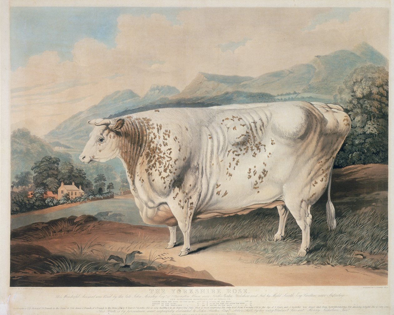 Yorkshire Rose, graveret af C. Turner (fl.1773 -1857) 1838 af G. after Horner