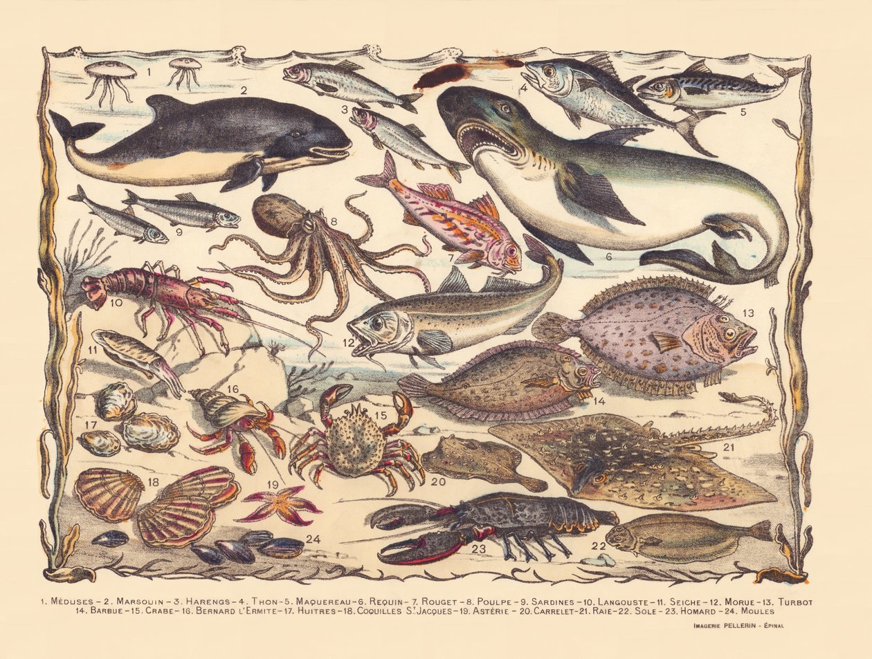 Side 16: Vandmænd, marsvin, sild, tun, makrel, haj, multe, blæksprutte, sardiner, hummer, blæksprutte, torsk, pighvar, skæg, krabbe, eremit Bernard, østers, kammuslinger, asterie, fliser, rokke, tunge, hummer, muslinger af Gabriel Gostiaux