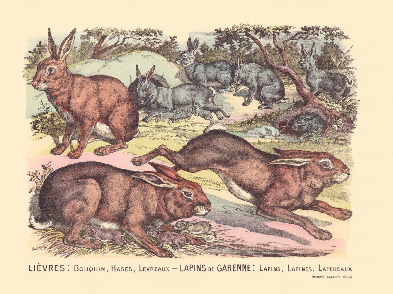Side 12: Harer: bog, haser, læber Garenne-kaniner: kaniner, kaniner, kaniner af Gabriel Gostiaux