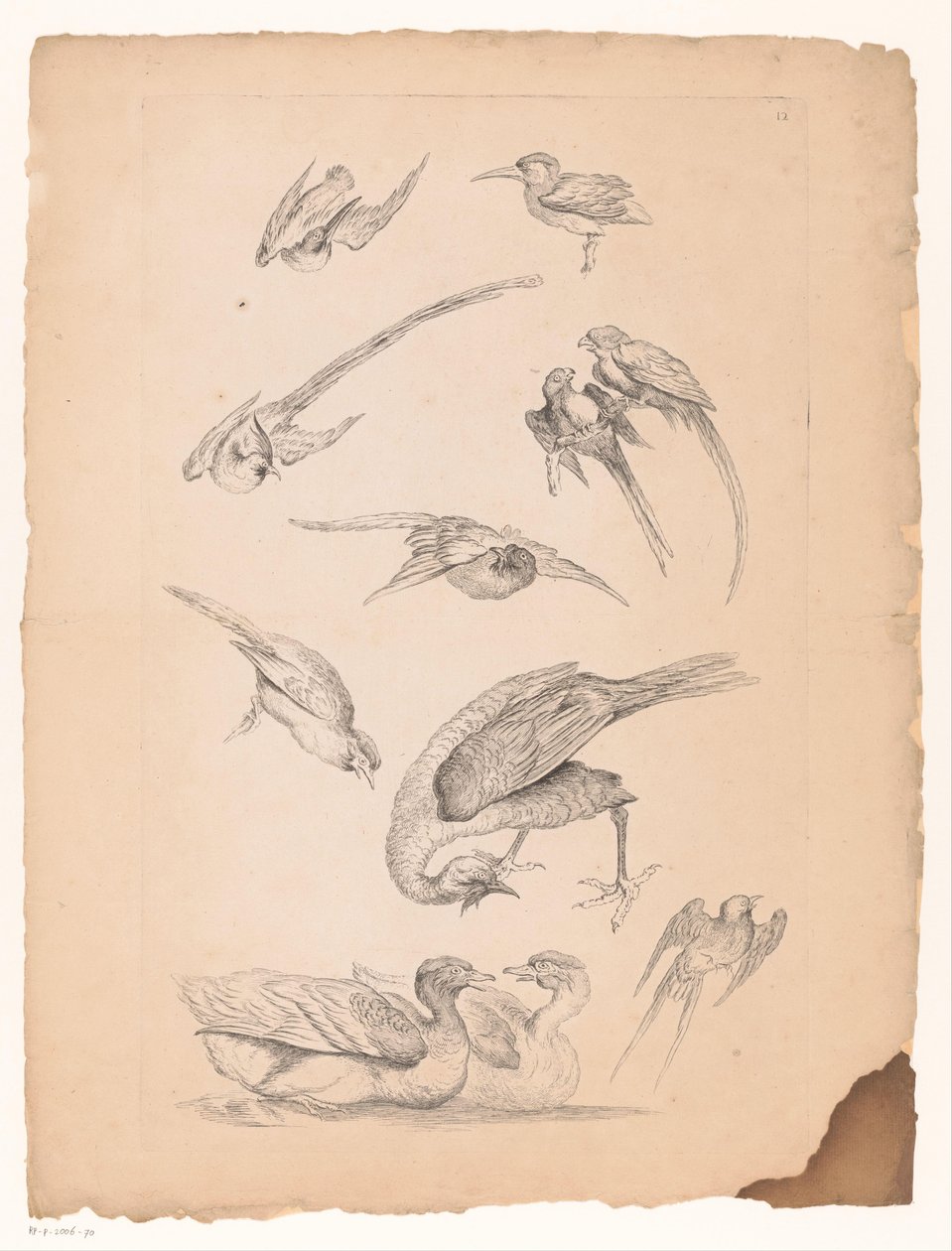 Elleve kinesiske fugle, inklusive ænder og conure Forskellige kinesiske fugle (serietitel) Livre des differentes éspeces d