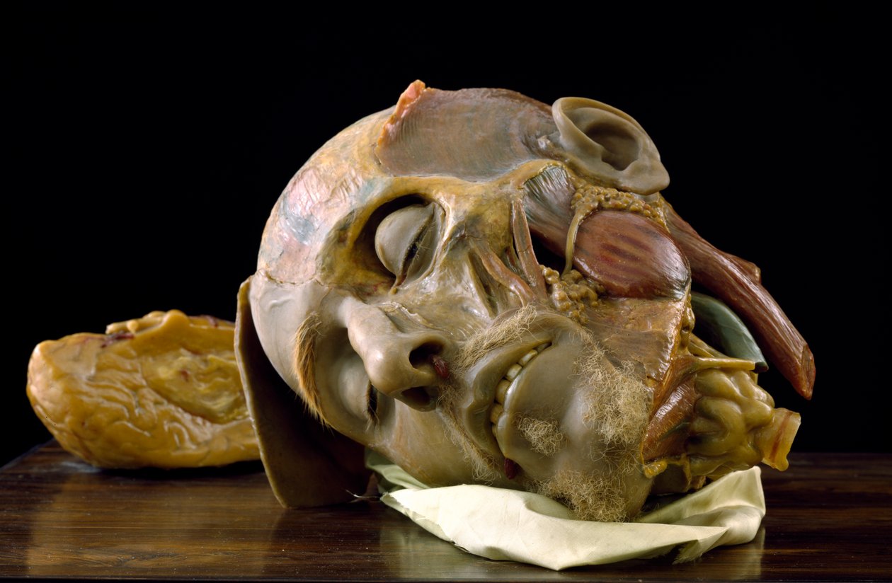 Anatomisk model af en gammel mands hoved (voks) af Gaetano Giulio Zumbo
