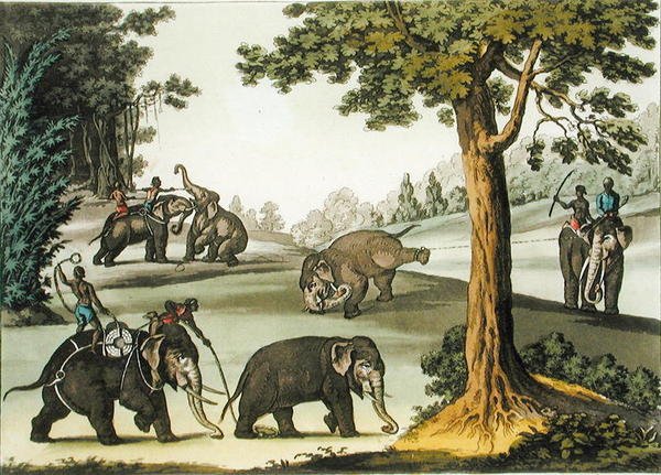 Capturing Elephants in Burma, plade 76 fra 