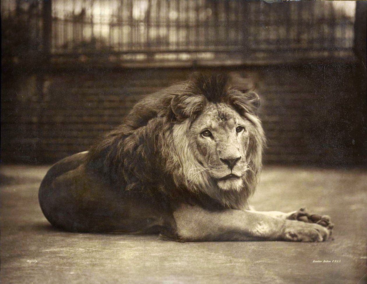 Portræt af Majestæt, c.1890 af Gambier Bolton