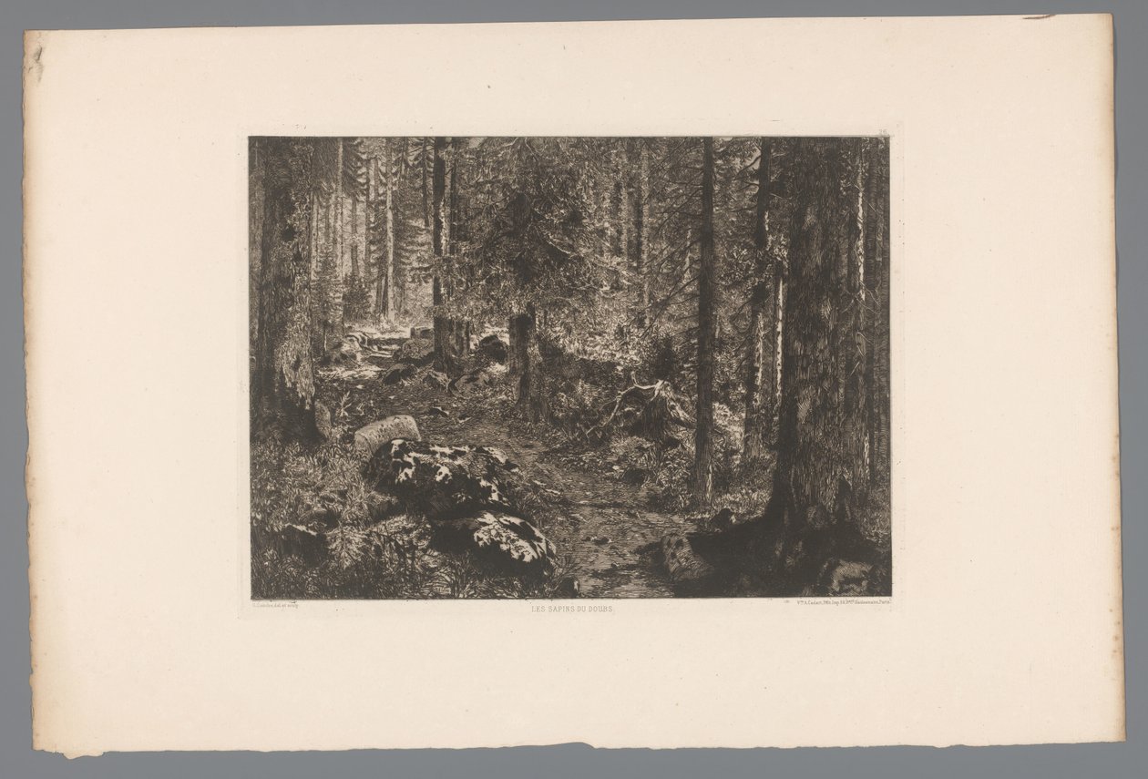 Boslandschap Doubernes grantræer (titel på objekt) Frankrig etsen uit 1876 (serietitel) Radering i 1876 (serietitel) af Gaston Coindre