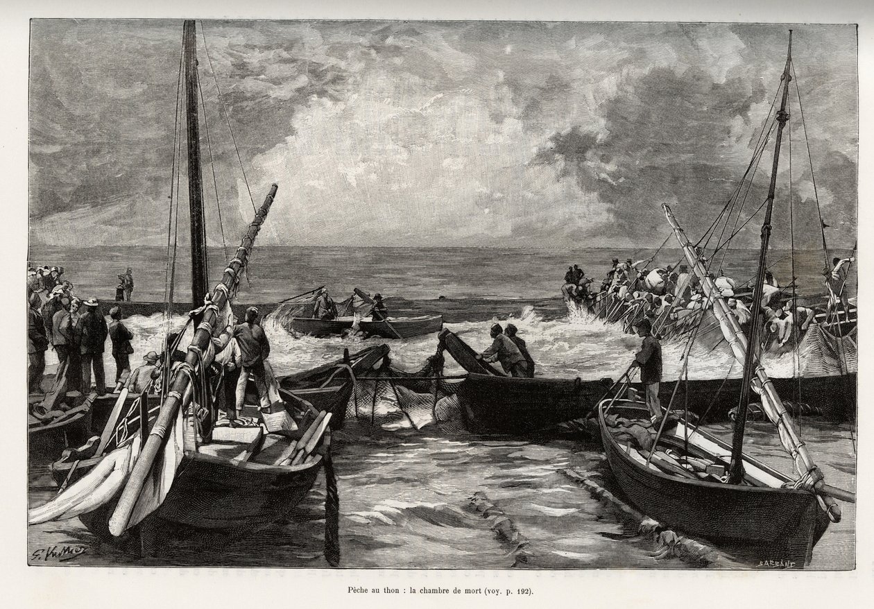 Tunfiskeri (mattanza): dødskammeret, tunpresser på et trangt sted er dækket af fiskernes harpuner. Gravering og historie "" La Sardaigne"" af Gaston Vuillier (1845-1915), i 1890, i Le tour du monde, nouveau journal des voyages, under t. af Gaston Vuillier